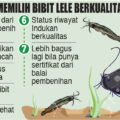 Bibit Lele Berkualitas: Panduan Lengkap 5 Rahasia Ampuh Memilih Bibit yang Menentukan Sukses atau Gagalnya Panen!