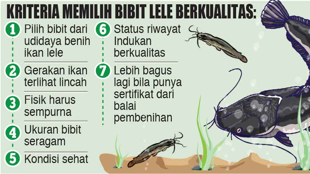 bibit lele berkualitas 5 rahasia ampuh ciri unggul harga 2026 aklimatisasi supplier