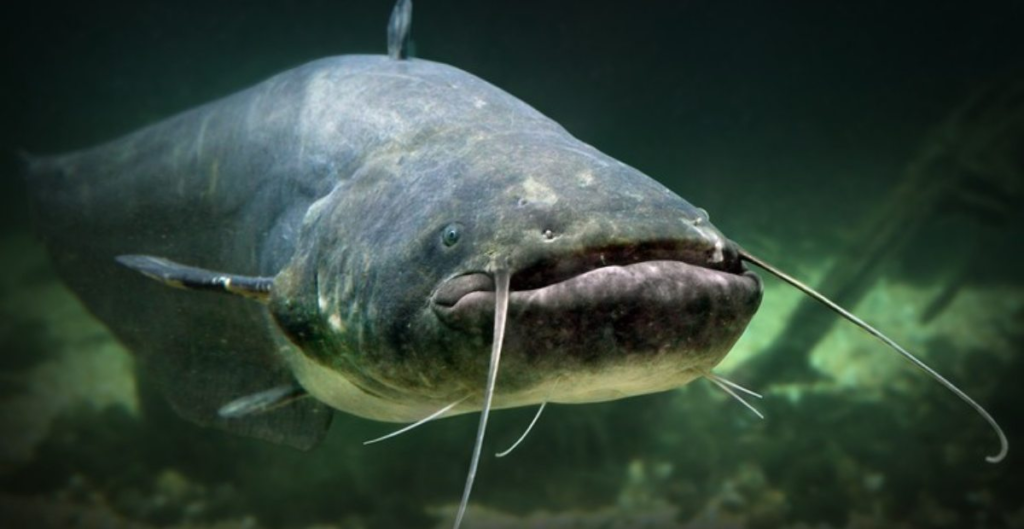 teknik pemeliharaan lele 7 cara ampuh pakan probiotik aerasi sortir penyakit cepat panen